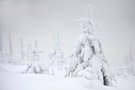 Versammlung der Schneezwerge