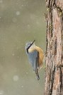 Kleiber (Sitta europaea)