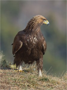 Der junge König