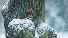 Das Eichhörnchen