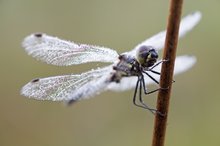 Schwarze Heidelibelle