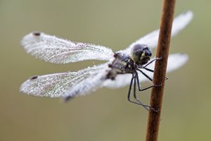 Schwarze Heidelibelle