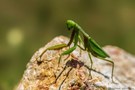 Koenigin der Insekten