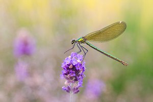 Sommerwiese