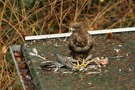 Bussard schlägt Habicht !