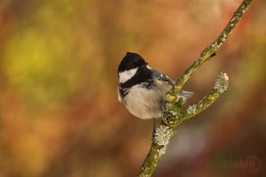 Tannenmeise (Periparus ater)