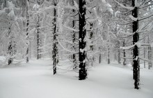 Winterwald