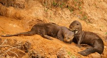 Riesenotter