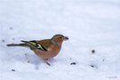 Buchfink im Schnee