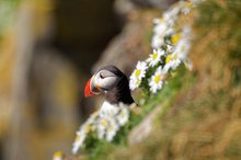 Papageitaucher (Fratercula arctica)