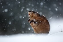 Schnee liegt in der Luft