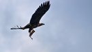 Seeadler mit Brassen