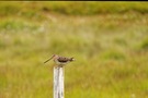 Bekassine (Gallinago gallinago)