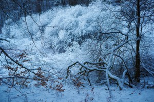 Winterwald