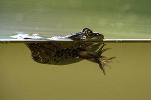 Froschperspektive