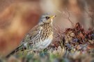 Herbstfarben im Winter