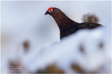 Moorschneehuhn ...