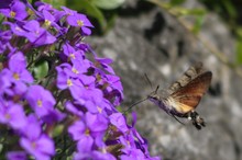 Taubenschwänzchen