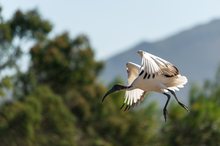 Heiliger Ibis (Threskiornis aethiopicus)