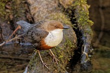 Wasseramsel (Cinclus cinclus)