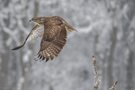 Der Mäusebussard..