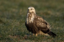 Raufußbussard - ein regelmäßiger Gast in Brandenburg