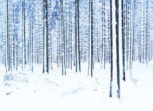 Ein Wald voller Schneestangen