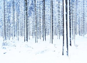Ein Wald voller Schneestangen