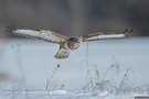 Im Tiefflug über das Schneefeld