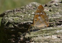 Kleiner Schillerfalter auf der Parkbank