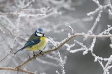 Blaumeise