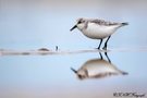 ~Sanderling~