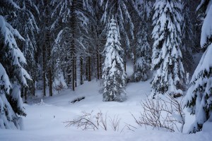 Weißer Schwarzwald