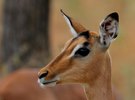 Impalaantilope - Timbavati