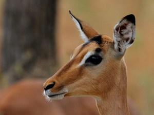 Impalaantilope - Timbavati