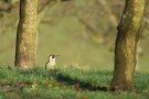 Grünspecht in der Morgensonne