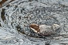 Sie badet nicht sondern taucht nach der Unterwasserjagd aus dem eiskalten Bach auf.