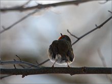 in der Wintermorgensonne