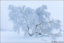 Winterwonderland im Hohen Venn