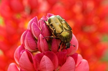 Goldglänzende Rosenkäfer (Cetonia aurata