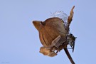 Winterfliege auf einer Samenkapsel
