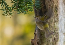 wintergoldhähnchen