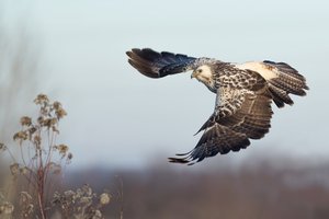 Buteo buteo