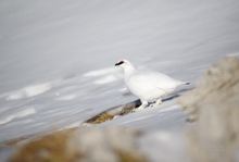 Alpenschneehuhn