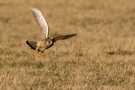 Turmfalke auf der Jagd.