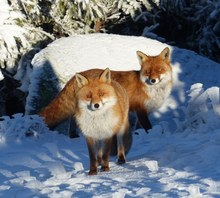 Füchse im Hochharz