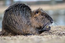 Nutria