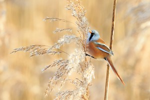 Bartmeise (Panurus biarmicus)