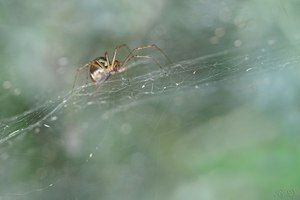 Im Netz einer winzigen Spinne