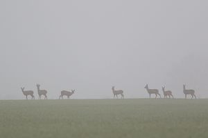 Begegnung am Strassenrand